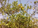Citrony
