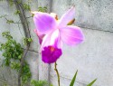 Orchidej